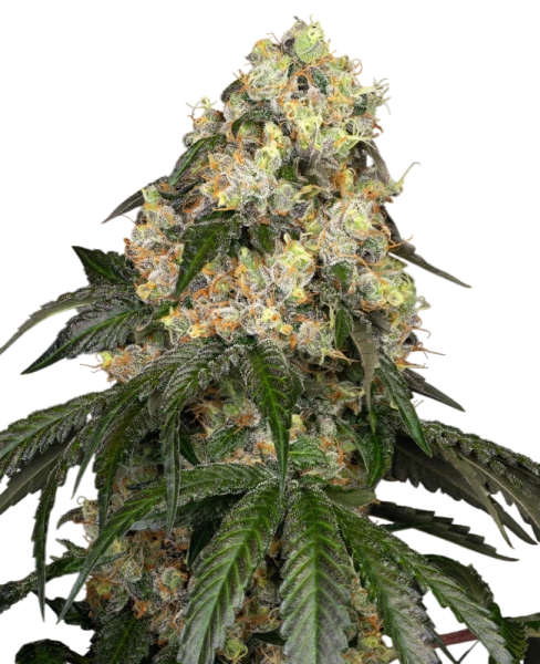 Sensi White Biscotti OG XXL 3+1 Feminisiert Sensi White Biscotti OG XXL 3+1 Feminisiert
